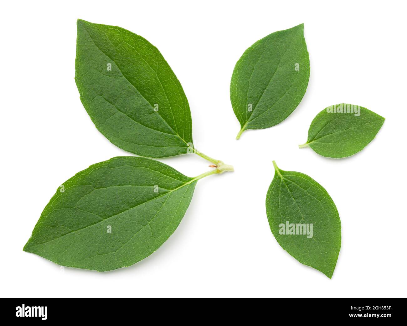 Jasmine leaves isolated over white background. Top view, flat lay Stock