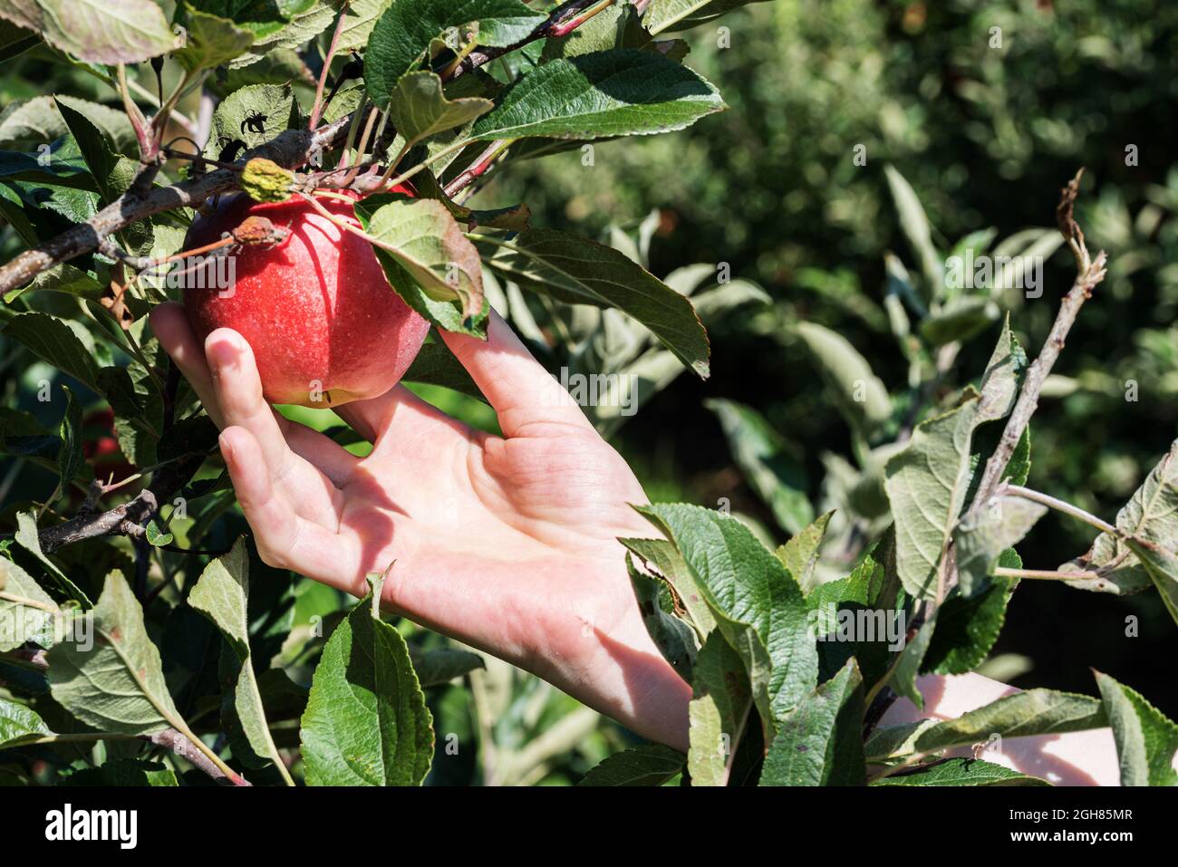 close-up of hand picking red ripe apple from tree Stock Photo