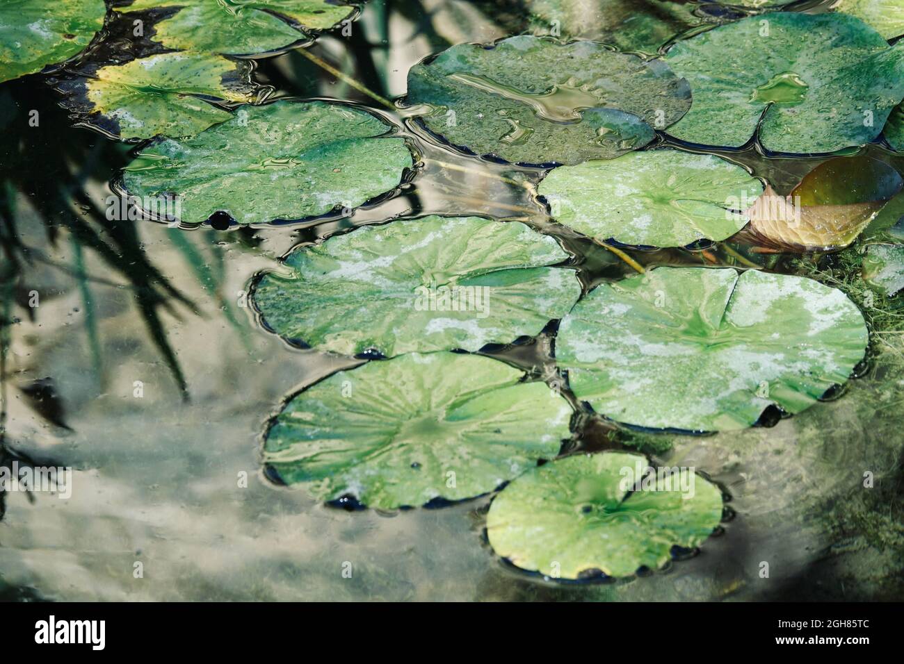 Background with green leaves of water lilies in a pond Stock Photo