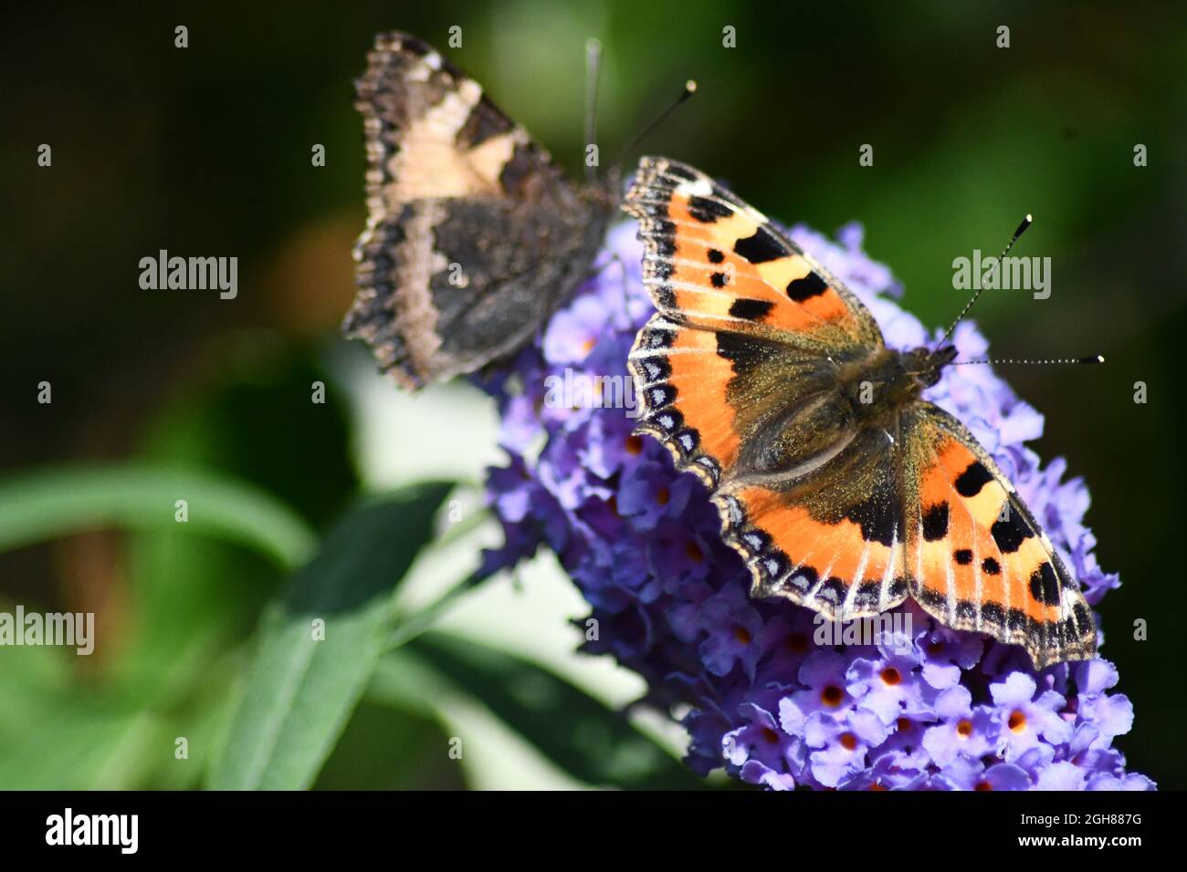 Small tortoiseshell (Aglais urticae) one with its wings at full span and one with its wings closed feeding on a lavender buddleia Stock Photo