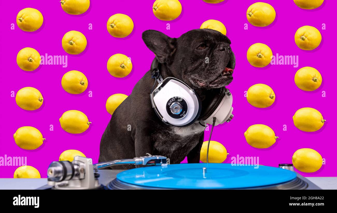Bulldog playing records with background of lemons Stock Photo