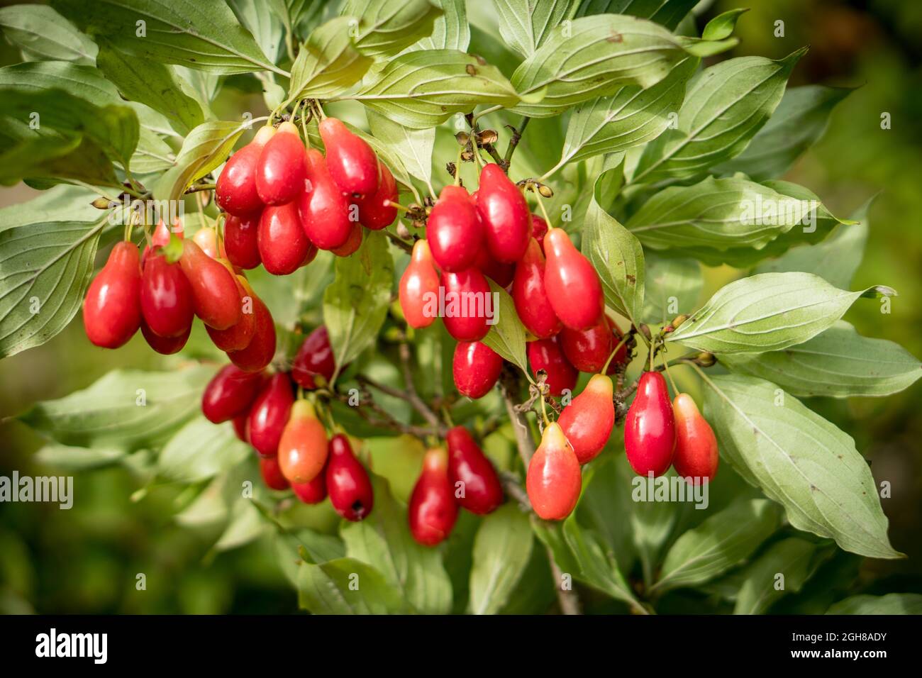 Large Berry Tree Bunch of large and ripe dogwood berries hanging on a tree in the end of ...