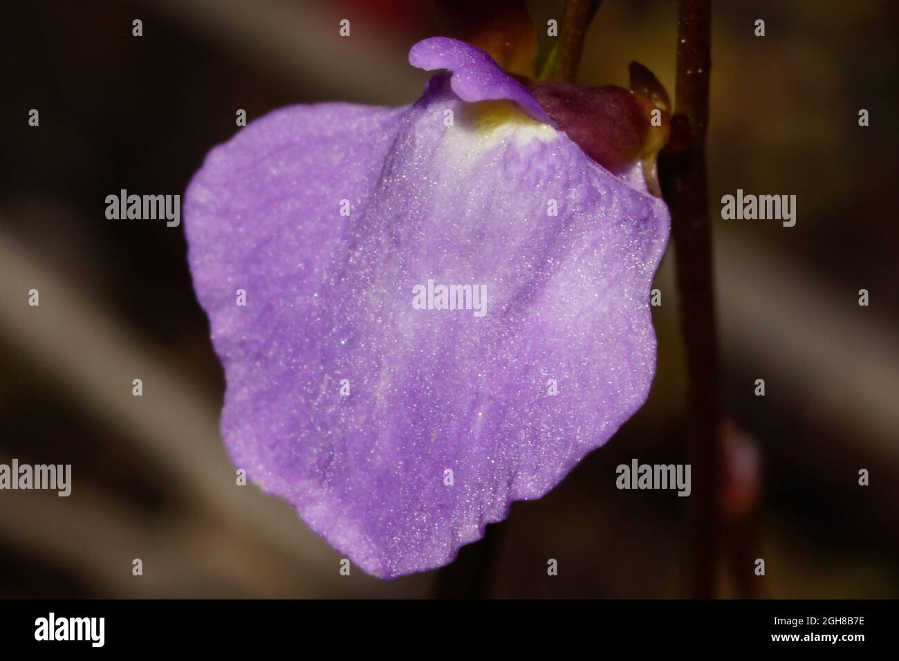Flower of the small bladderwort (Utricularia lateriflora), Tasmania, Australia Stock Photo