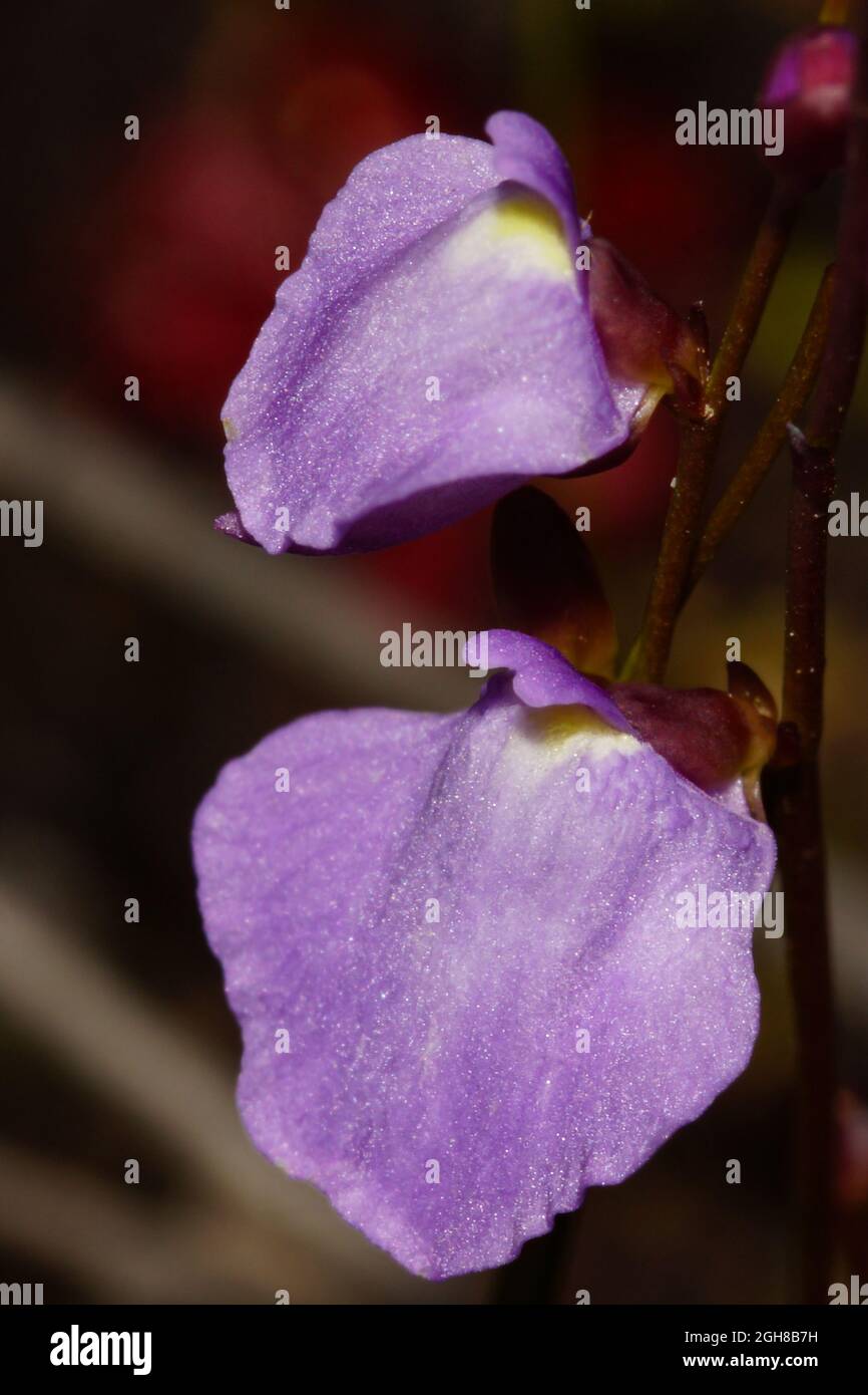 Two flowers of the small bladderwort (Utricularia lateriflora), Tasmania, Australia Stock Photo