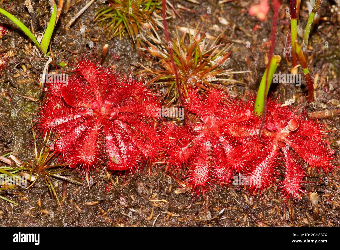 Three rosettes of the carnivorous sundew (Drosera spatulata), Tasmania, Australia Stock Photo