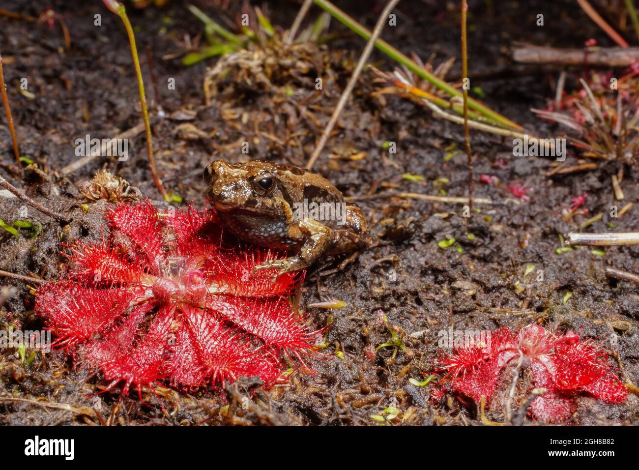Sundew Plant Eating Frog