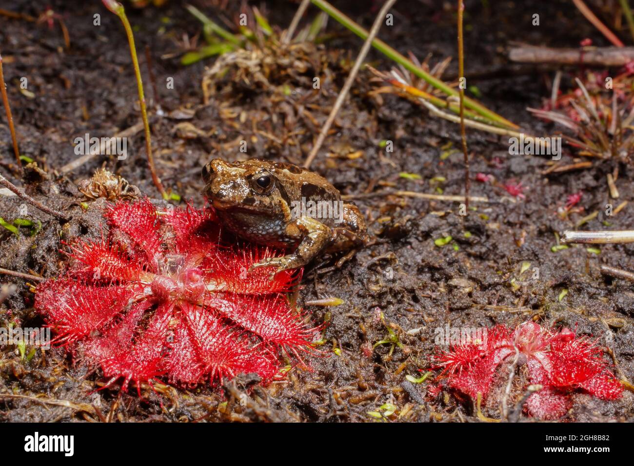 Tasmanian Spotted Marsh Frog (Limnodynastes tasmaniensis) sitting on the red rosette of a sundew (Drosera spatulata), Tasmania, Australia Stock Photo