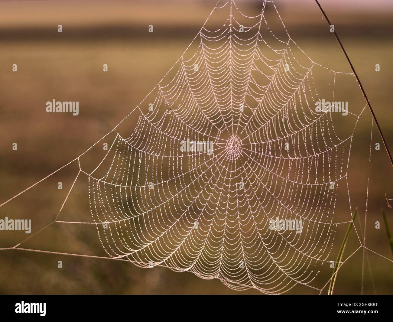 Close up of a spiders web in a field, suspended between tall grasses. Dew drops glisten in the morning sun. Stock Photo