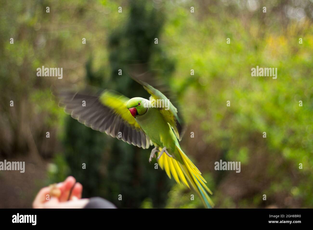 Rose-ringed parakeet mid-air snapshot Stock Photo
