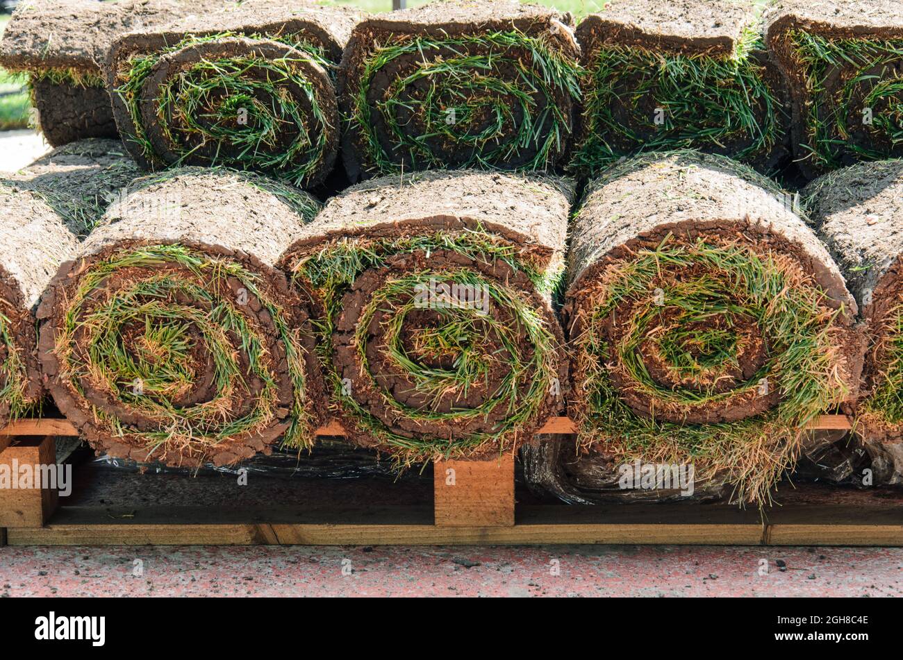 Lawn grass rolls stacked on pallet. Natural grass carpet rolls for