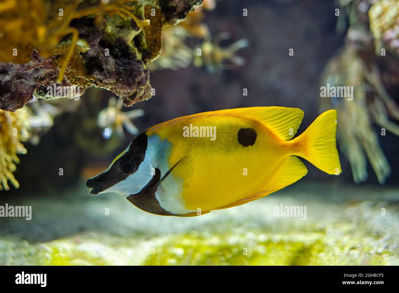 Foxface rabbitfish Siganus vulpinus fish underwater in sea Stock Photo