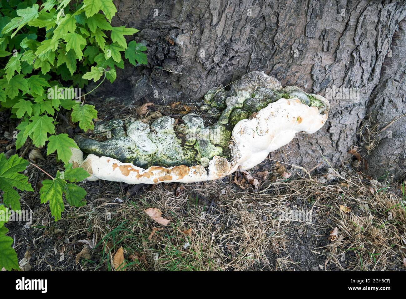Fungus growth on the base of a tree trunk Stock Photo