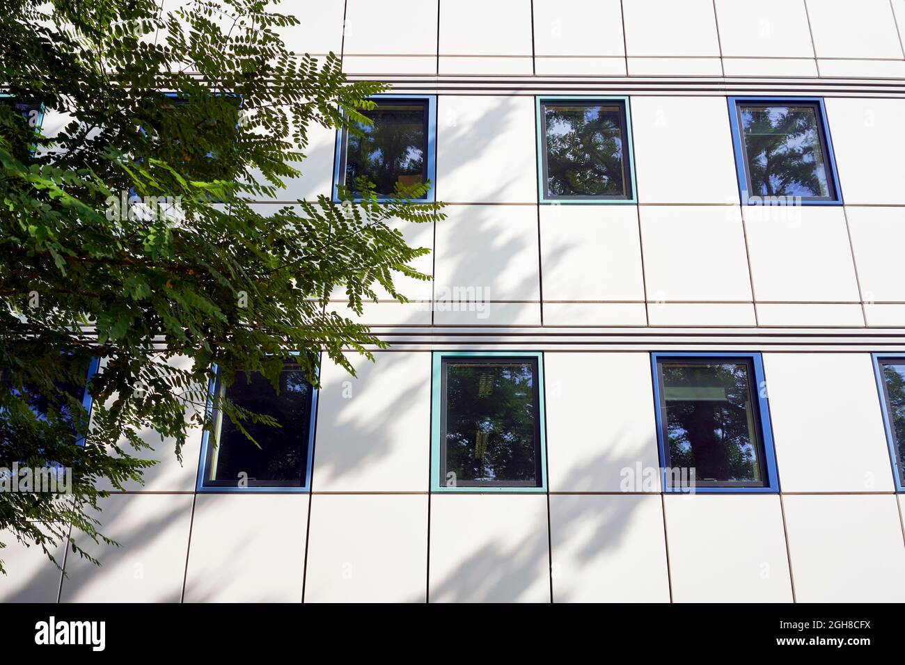 Shadows cast on a building by tree branches and leaves Stock Photo