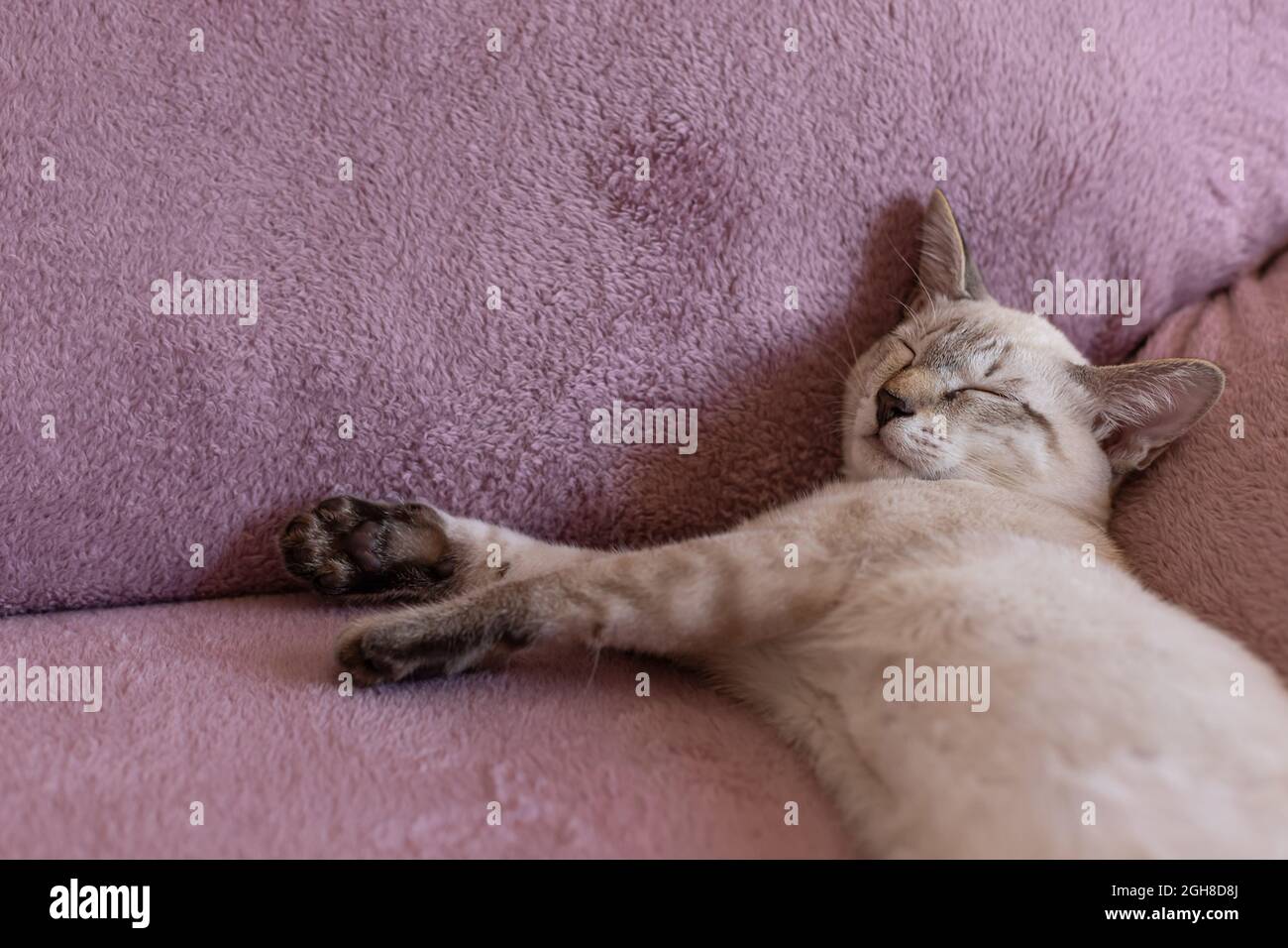 little kitten sleeping on the sofa Stock Photo - Alamy