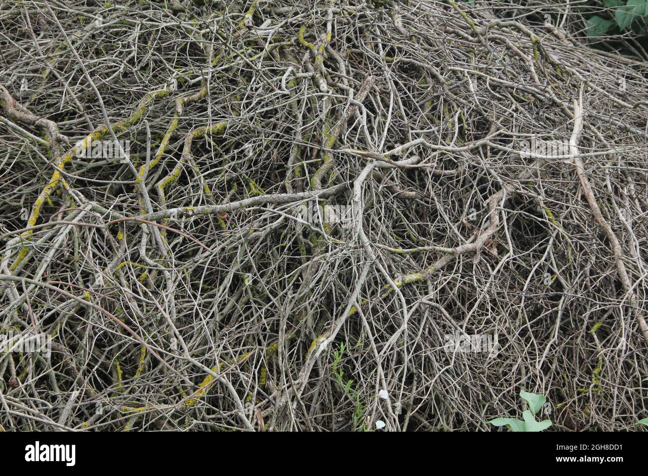Rough tangled dry mossy branches on the ground pattern texture background Stock Photo