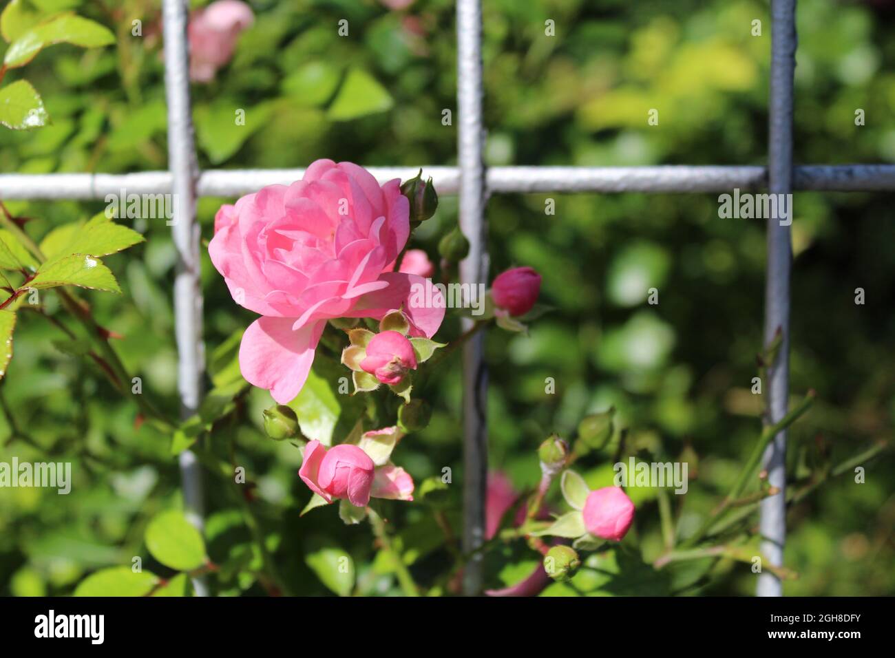 Bonica 82, shrub rose cultivar from France, the rose grows through the fence Stock Photo