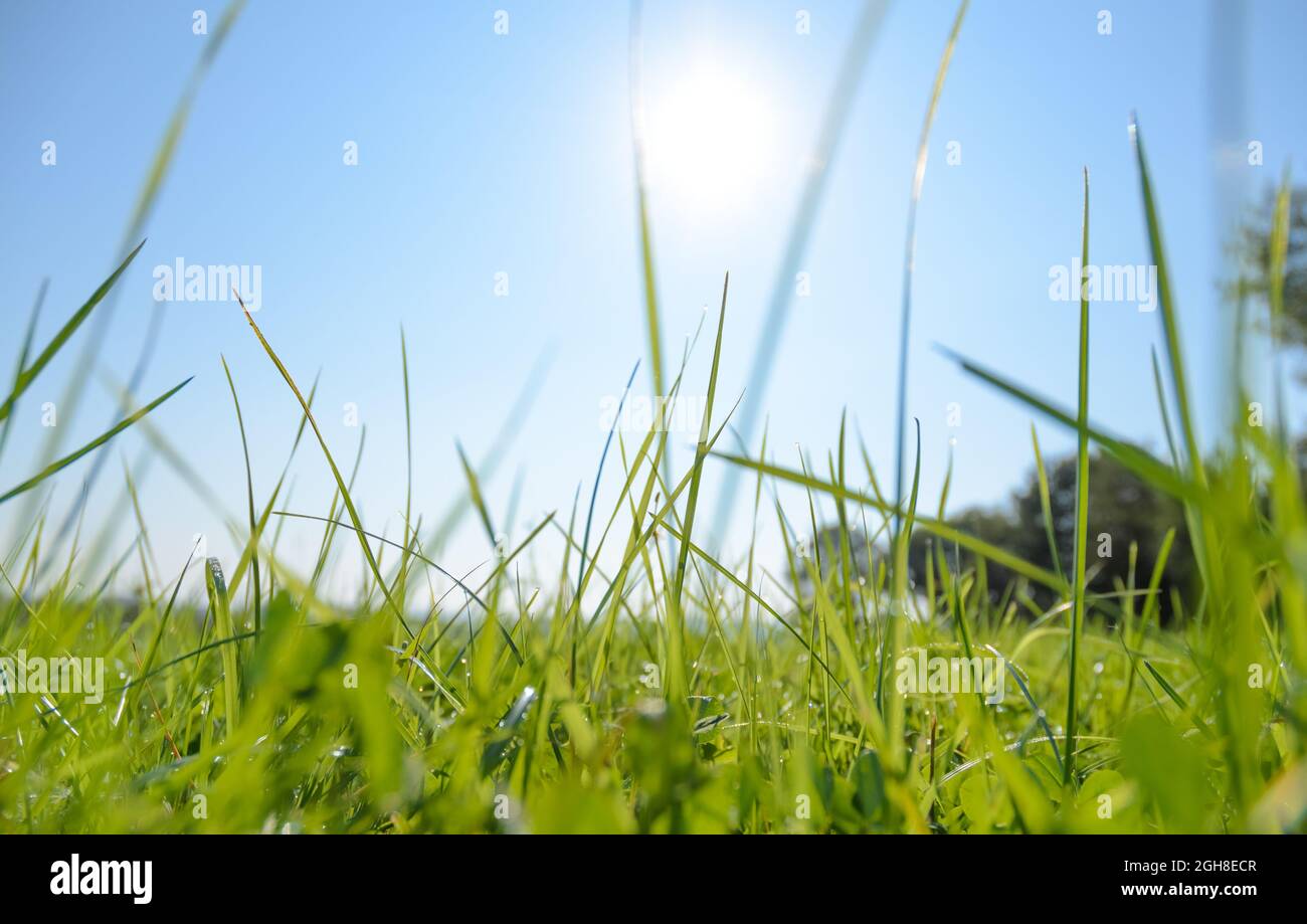 Low angle view of backlit green blades of grass in a meadow on a beautiful sunny day during summertime, natural background or wallpaper Stock Photo - Alamy Low angle view of backlit green blades of grass in a meadow on a beautiful sunny day during summertime, natural background or wallpaper Stock Photo - Alamy