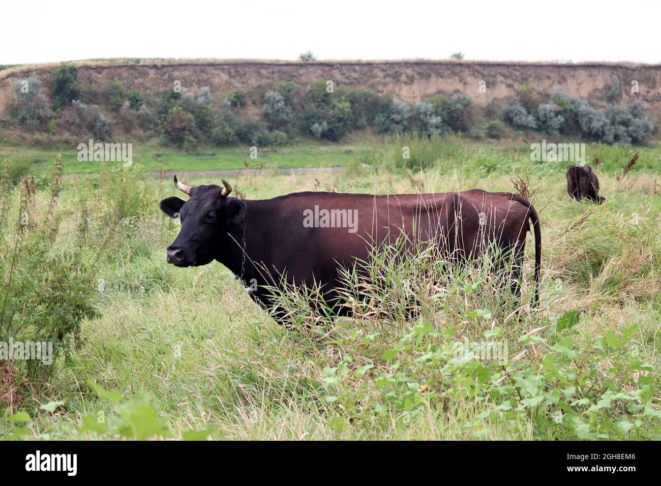 Cows grazing on a green meadow on hills background. Black cow on a leash eating grass in a pasture, rural scene, farming and milk production concept Stock Photo