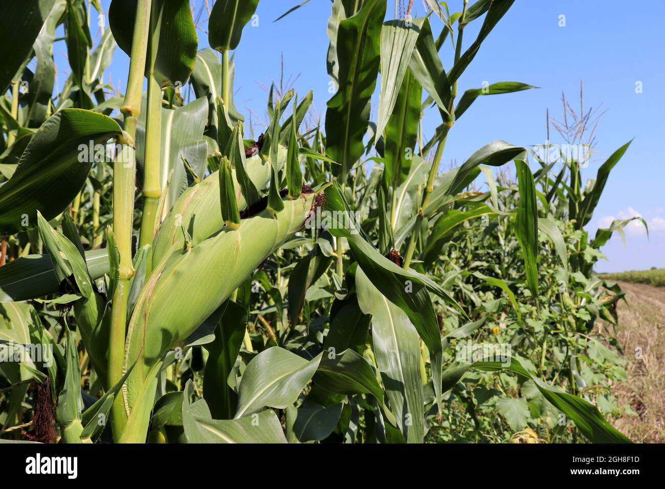 Green corn cob growing on a field. Close up of ripe ear of corn