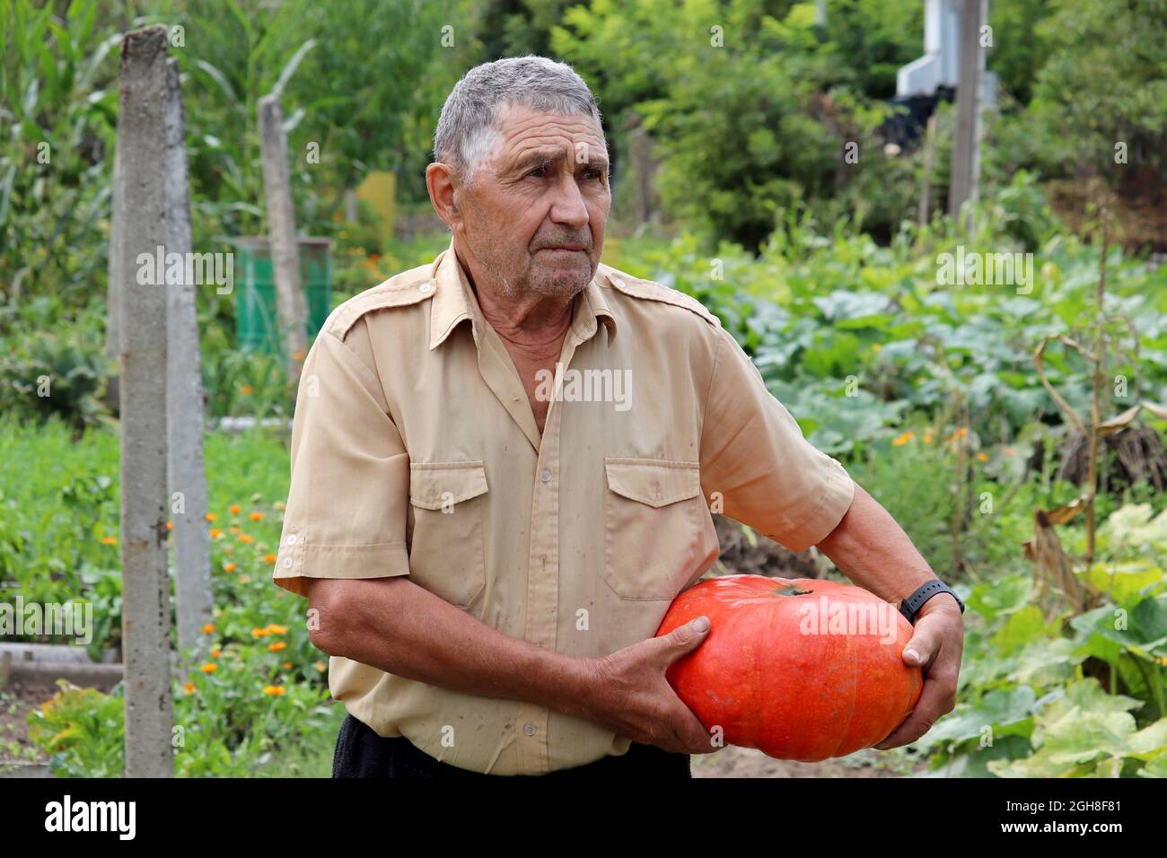 Old farmer carries pumpkin from a garden, happy elderly man with new harvest. Work on farm, life in retirement Stock Photo