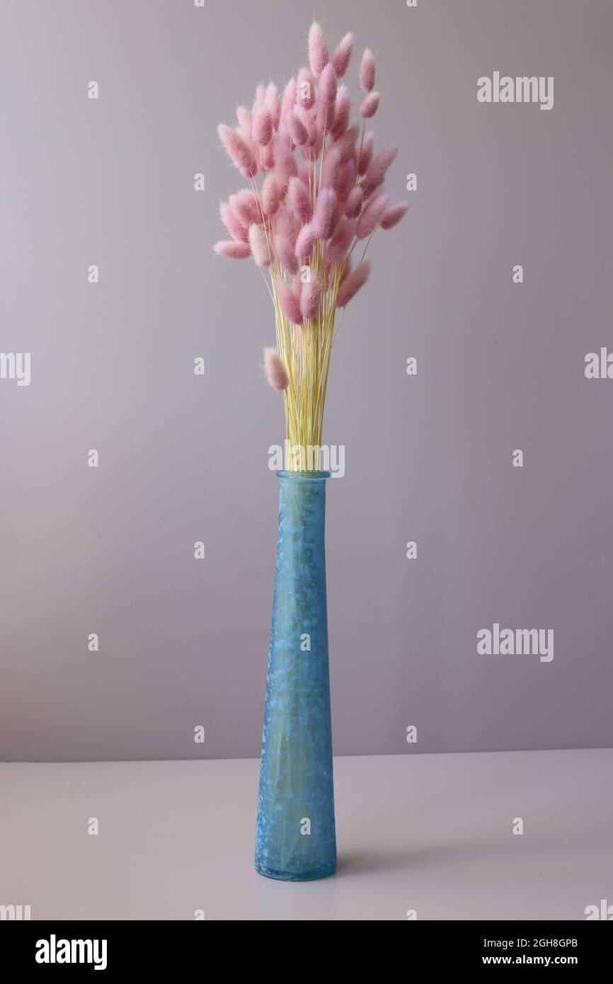 Dry pink flowers bunny tails in vase closeup Stock Photo