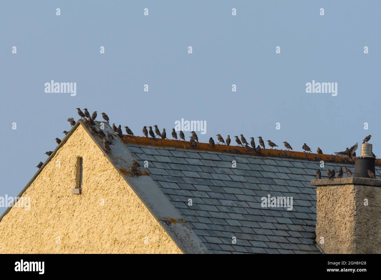 A small flock of Starlings Sturnidae perched on the roof of a house. Stock Photo