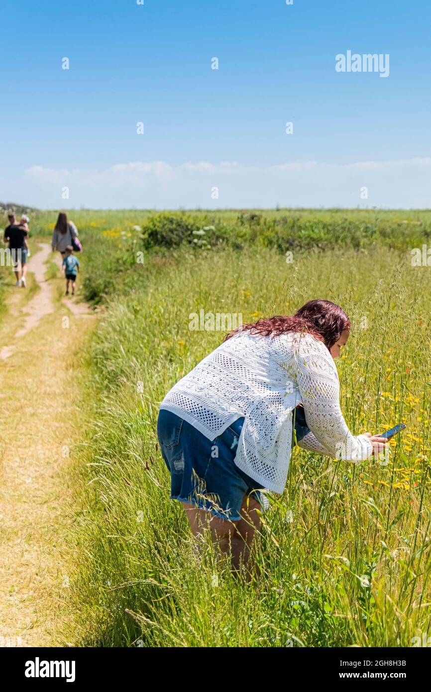 A tourist using her smartphone in a field photographing wildflowers on West Pentire in Newquay in Cornwall. Stock Photo