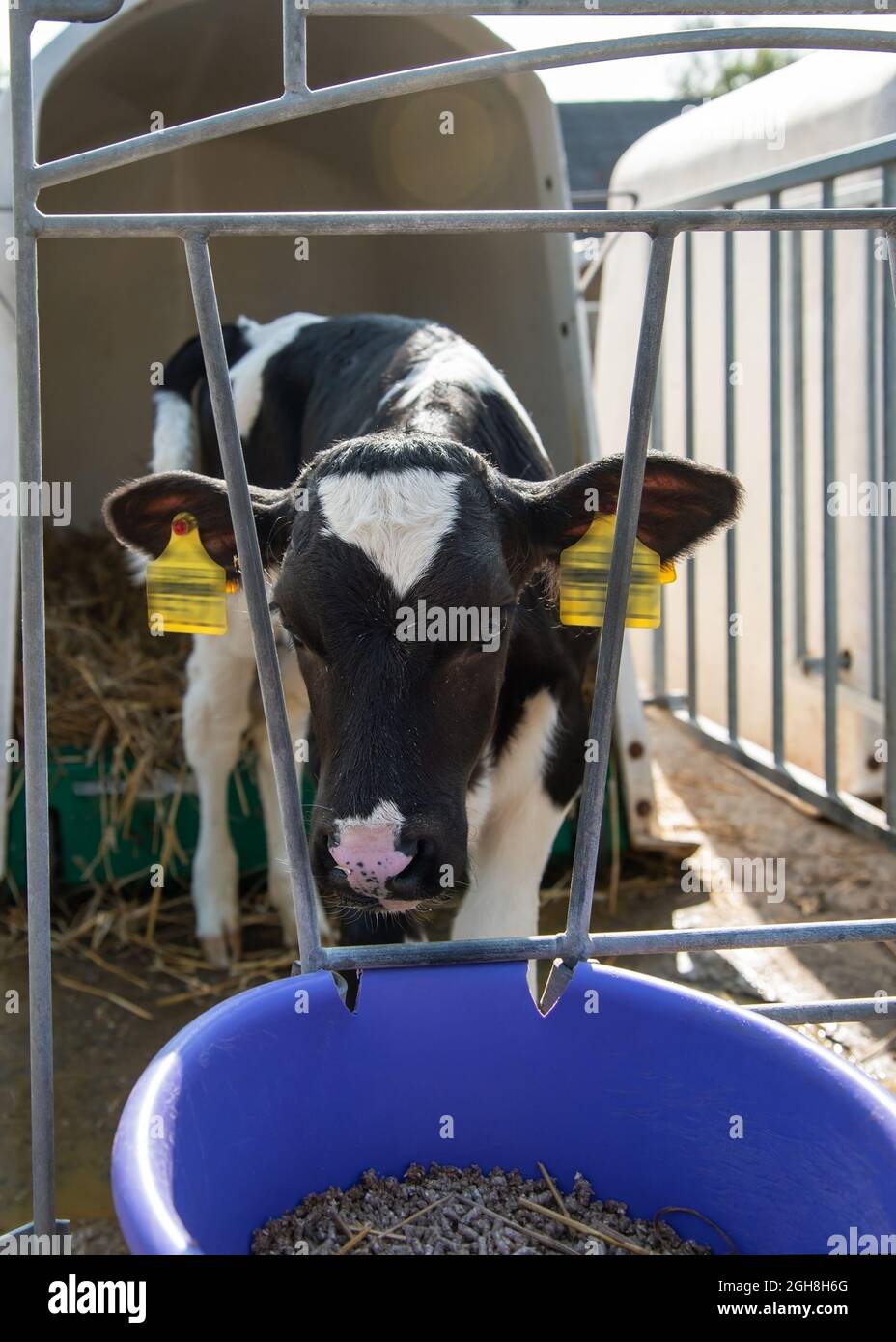 Baby cow in a calf hutch on a farm Stock Photo Alamy
