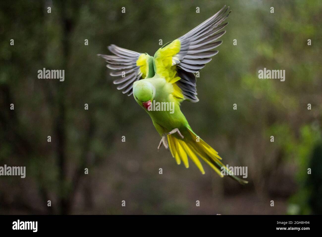 Rose-ringed parakeet mid-air snapshot Stock Photo
