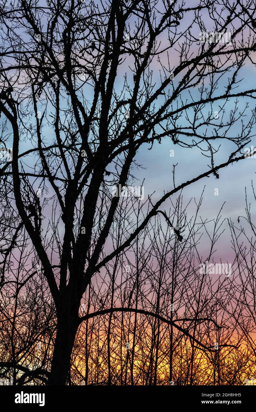 Silhouettes of big tree on a sunset sky background Stock Photo - Alamy
