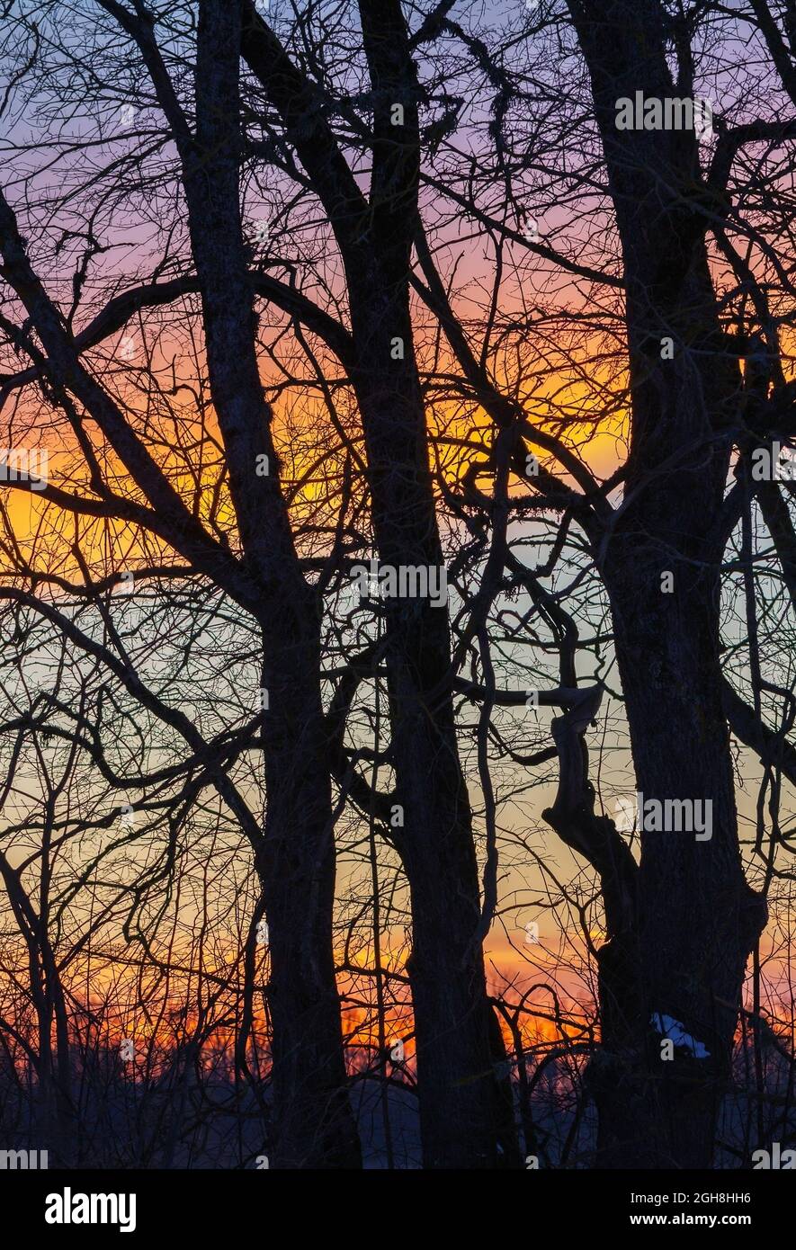 Silhouettes of big tree on a sunset sky background Stock Photo - Alamy