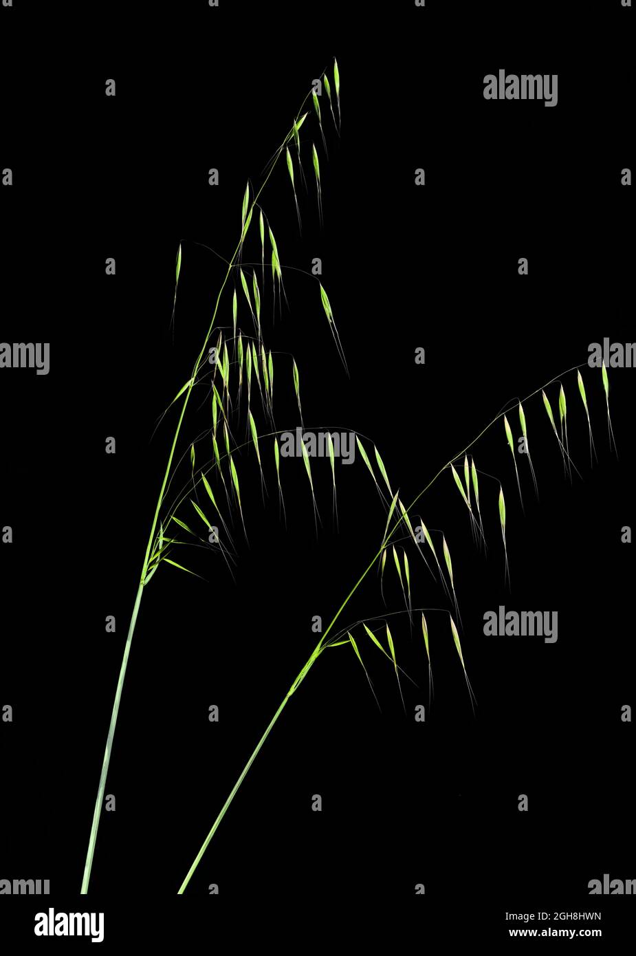 Avena barbata, Wild oat Avena fatua Stock Photo