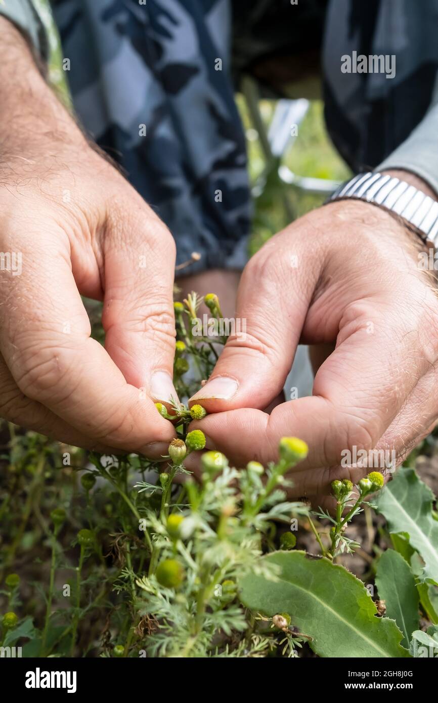 Male hands collect the medicinal herb matricaria, on a summer day.  Stock Photo