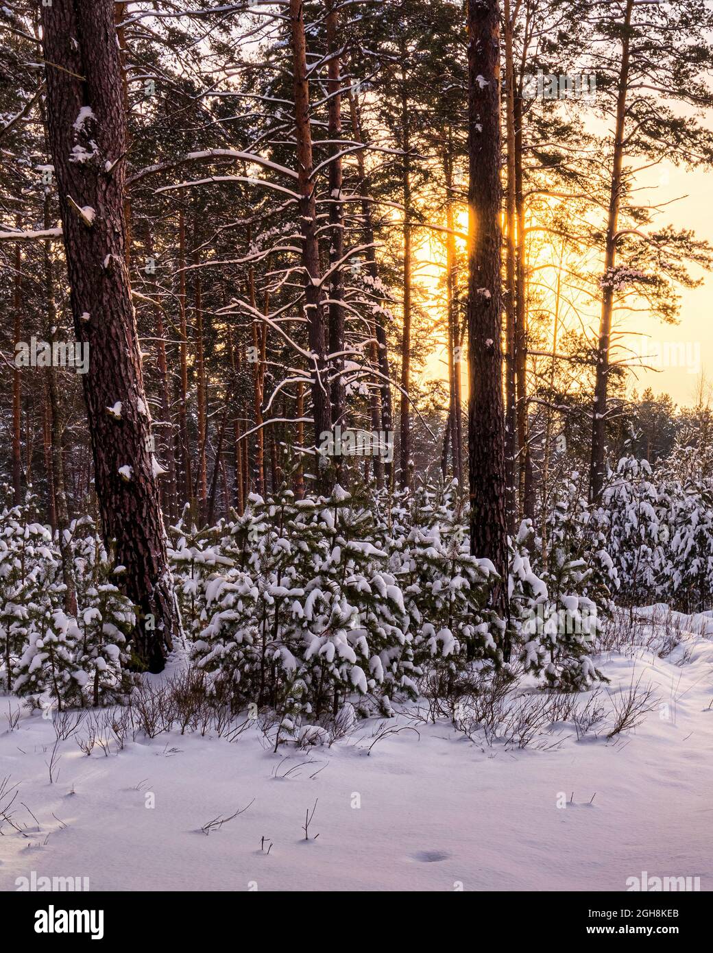 Sunset or sunrise in the winter pine forest covered with a snow. Young ...