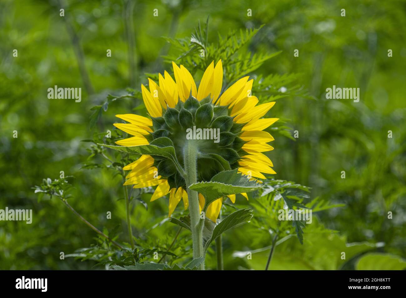 Yellow Sunflowers in a field Stock Photo - Alamy