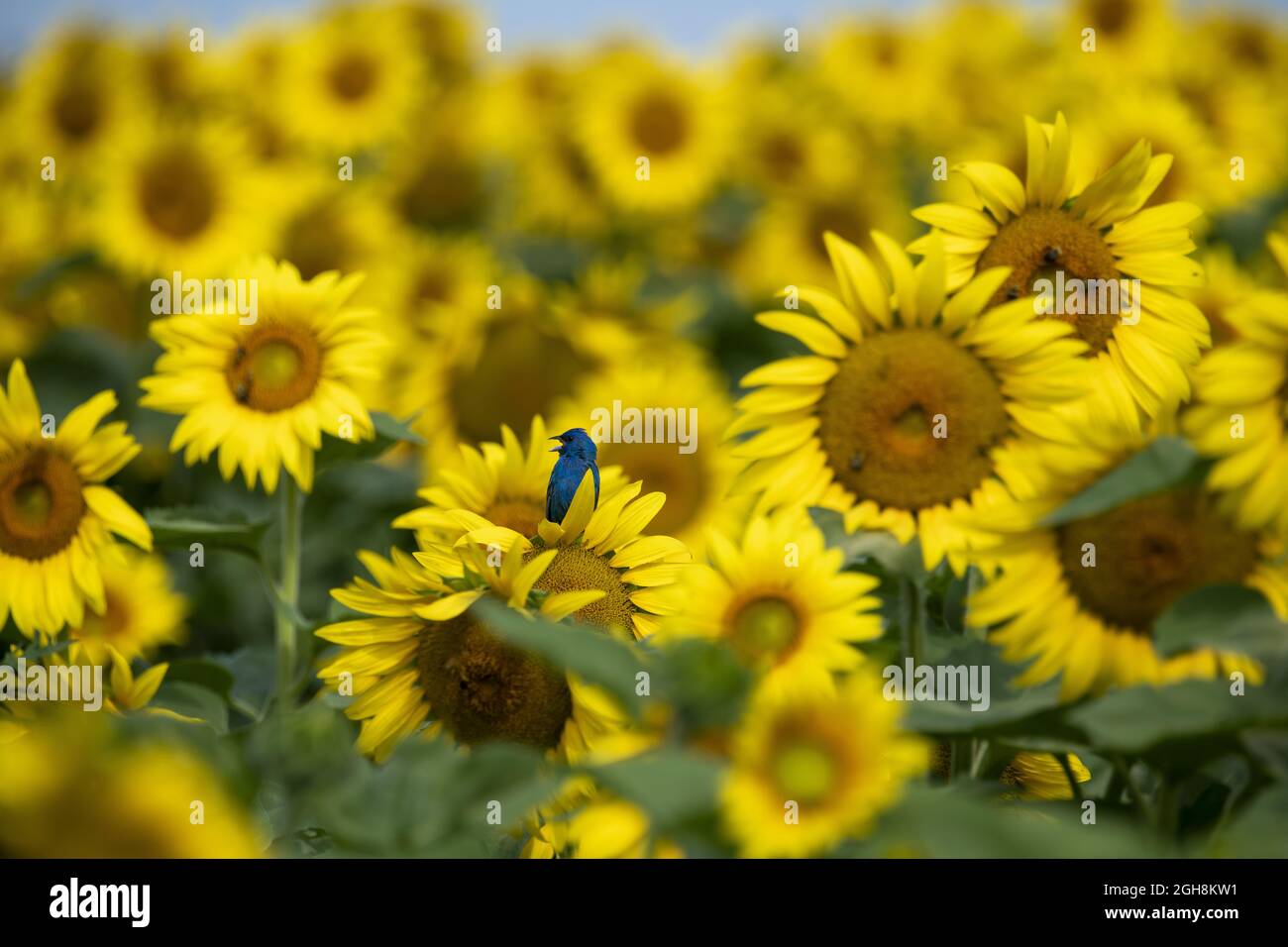 Yellow Sunflowers in a field Stock Photo - Alamy