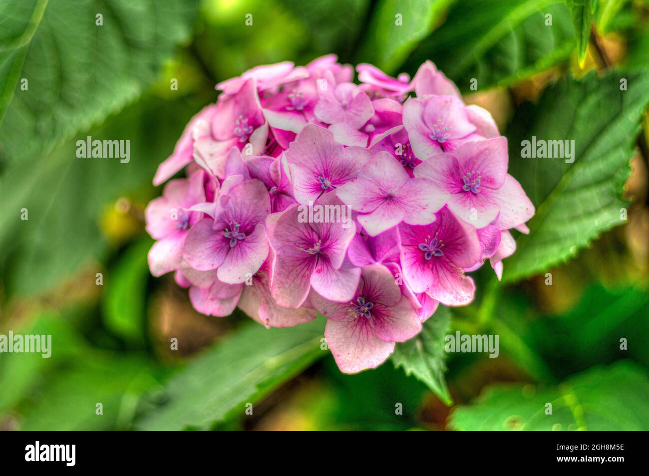 Closeup shot of purple flame flowers of phlox (Phlox paniculata) Stock Photo