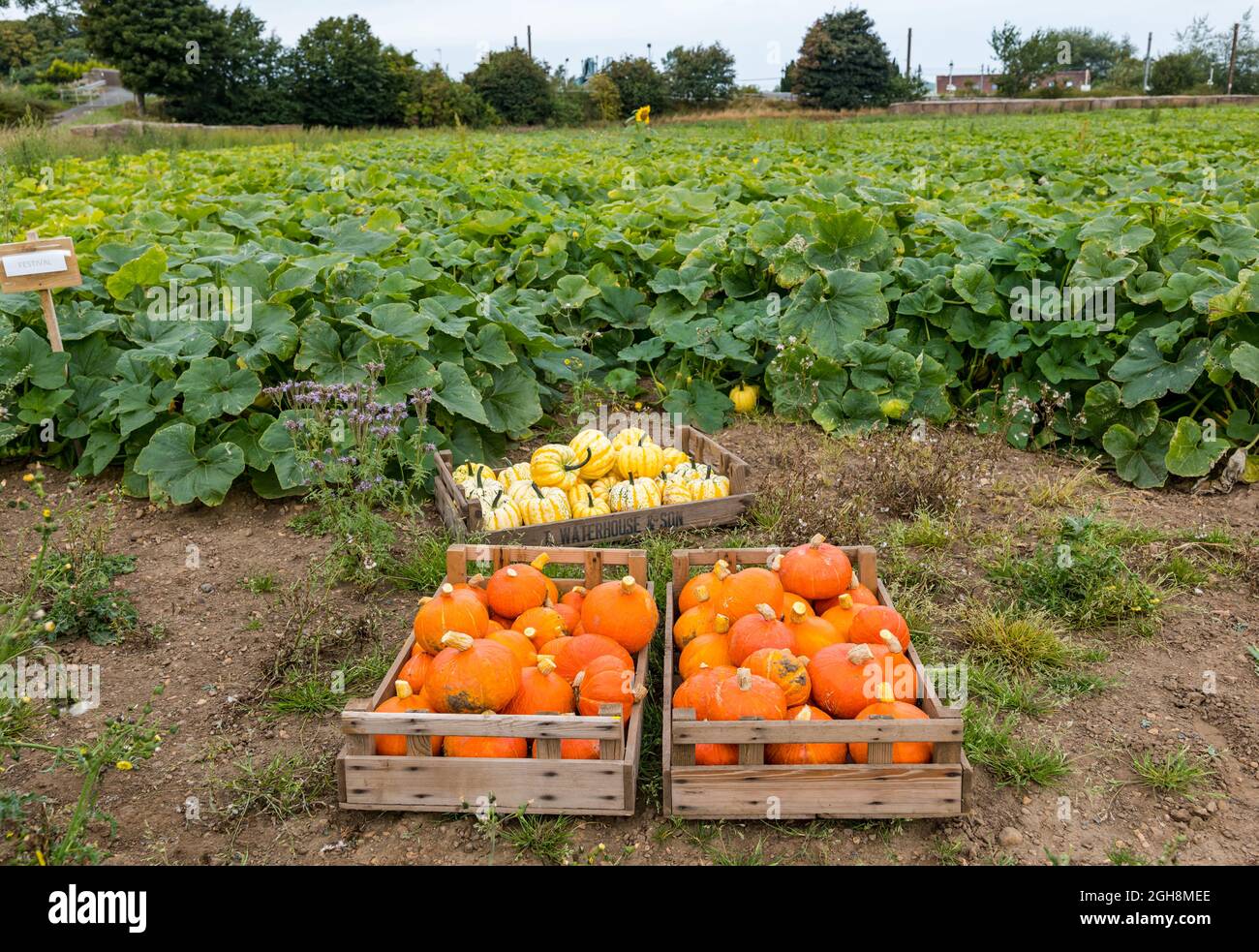 Farming uk 2021 september 6th hi-res stock photography and images - Alamy
