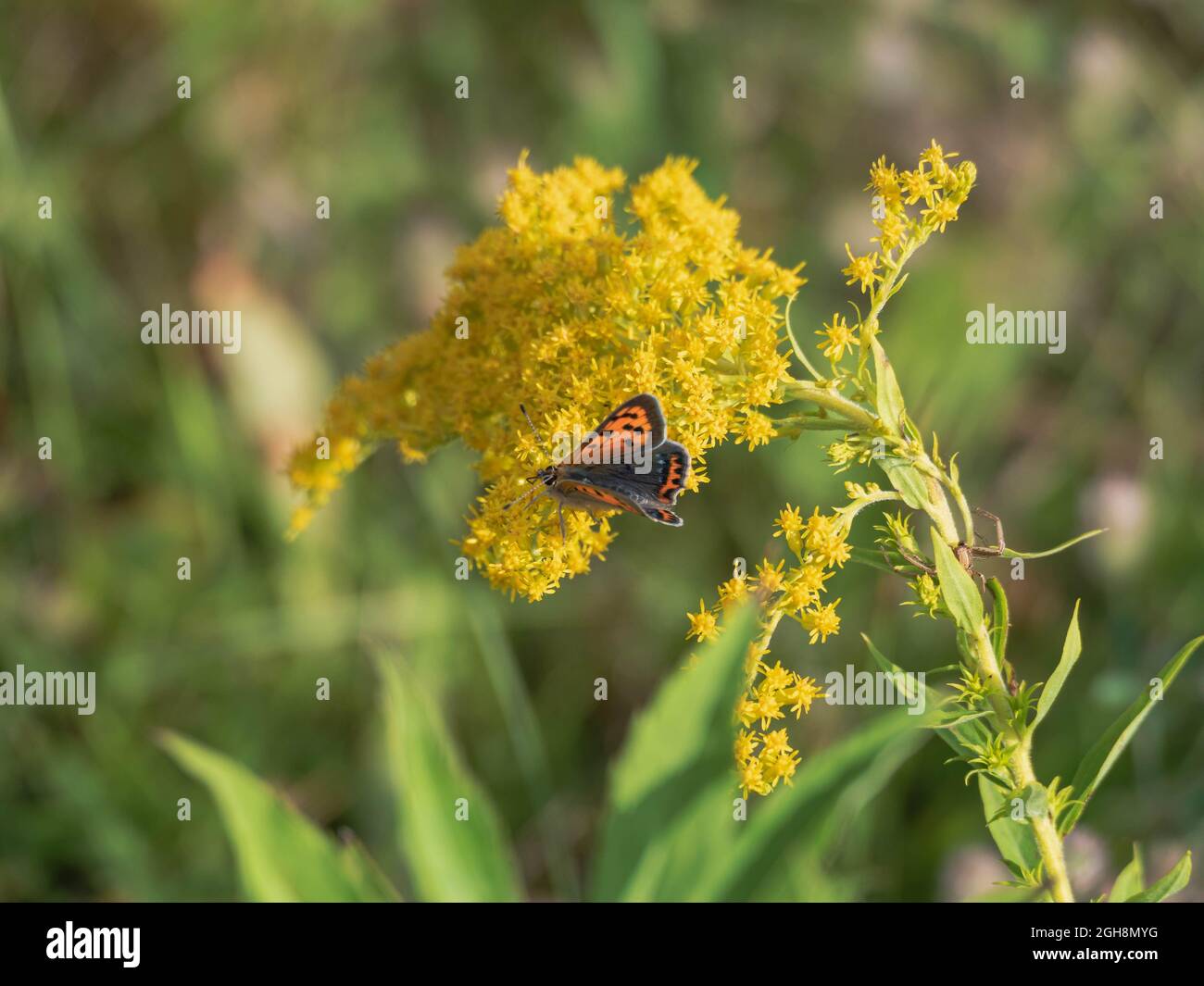 Tiny yellow flowers of goldenrod. Among the flowers, you can see a red butterfly sipping nectar from flowers. Stock Photo