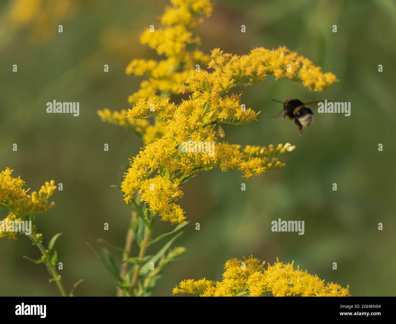 Tiny yellow flowers of goldenrod. Among the flowers, you can see a bumblebee collecting pollen and nectar. Stock Photo
