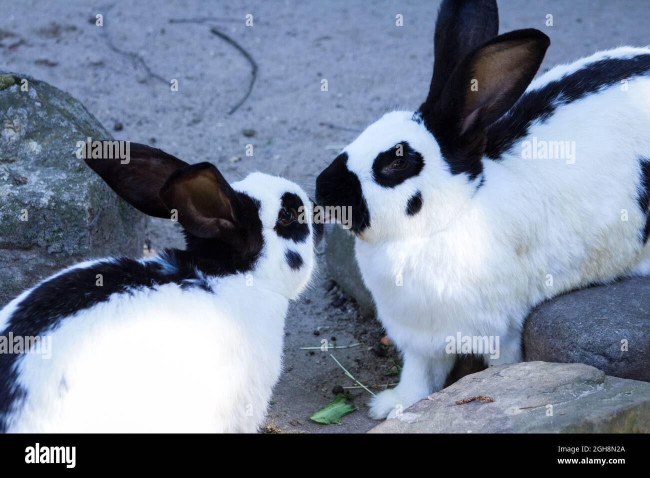 Rabbits eating lettuce Stock Photo Alamy