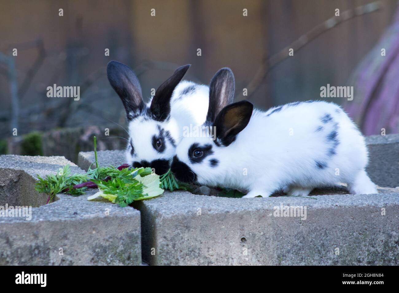 Rabbits eating lettuce Stock Photo Alamy