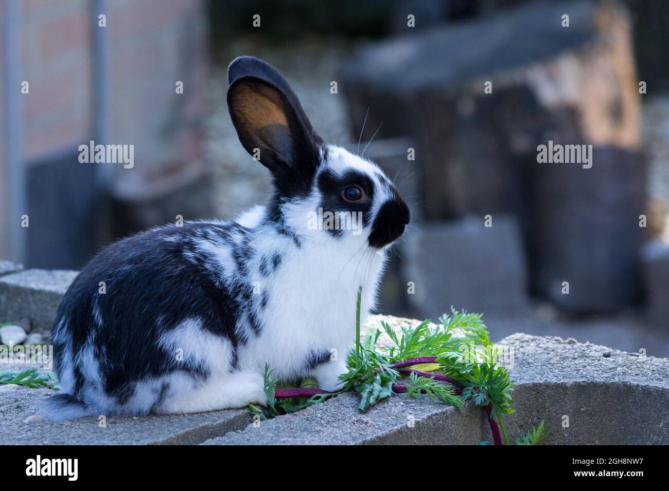 Rabbits eating lettuce Stock Photo Alamy