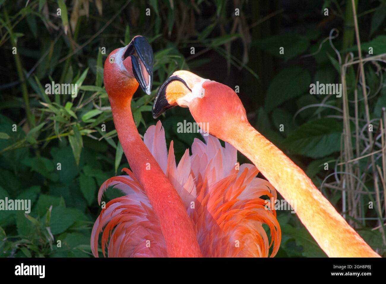 Two flamingos quarreling and fighting Stock Photo