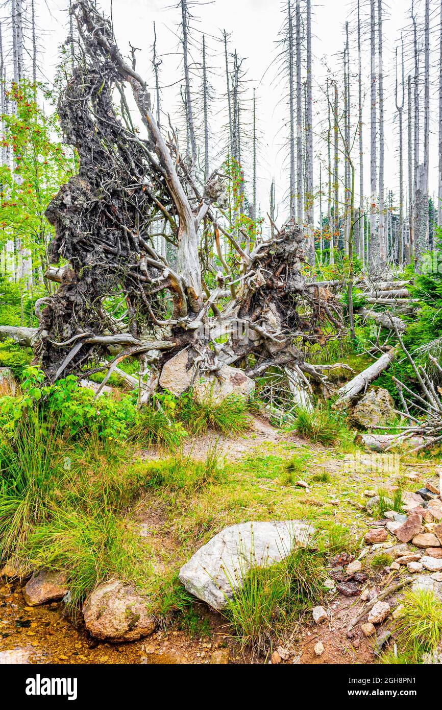 The dying silver forest with dead uprooted trees and landscape panorama at Brocken mountain peak in Harz mountains Wernigerode Germany. Stock Photo