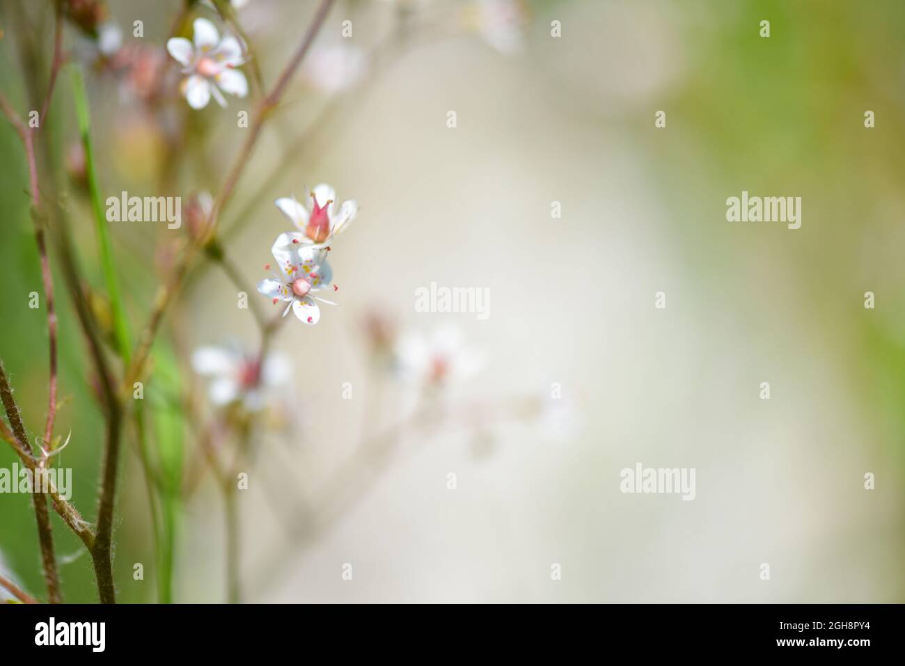 Flowers background. Flowers Saxifraga closeup on natural background. Soft focus Stock Photo
