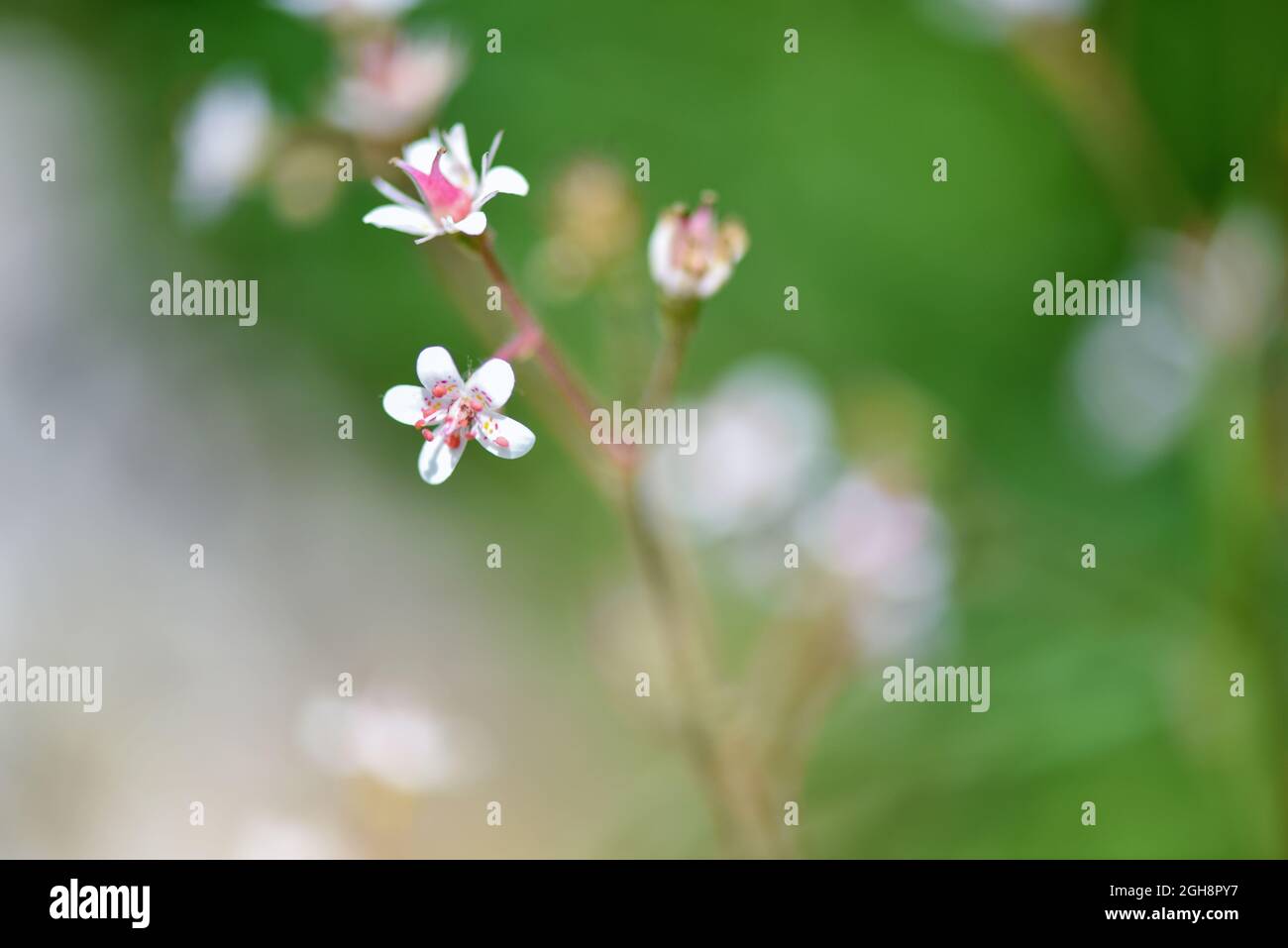 Flowers background. Flowers Saxifraga closeup on natural background. Soft focus Stock Photo