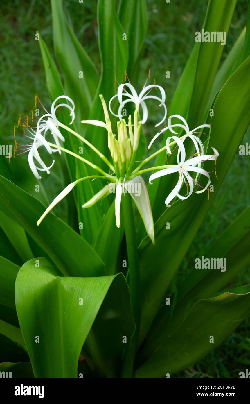 SELECTIVE FOCUS ON WHITE CRINUM ASIATICUM FLOWER WITH LONG GREEN LEAVES AND ISOLATED WITH GREEN BLUR BACKGROUND IN MORNING SUN LIGHT IN VERTICAL. A ME Stock Photo