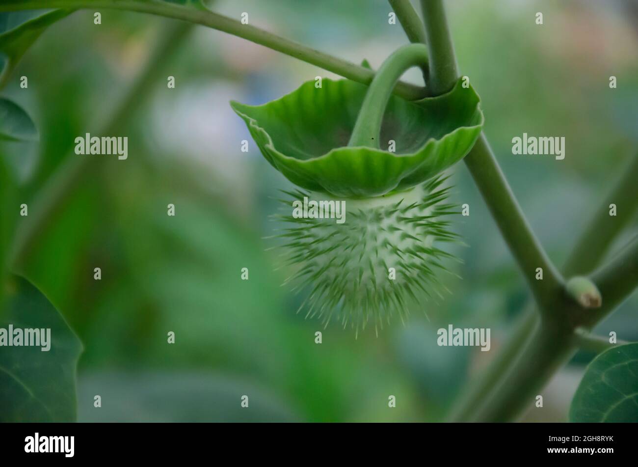 SELECTIVE FOCUS ON DHATURA INNOXIA OR ANGEL'S TRUMPET PLANT ISOLATED WITH GREEN BLUR BACKGROUND IN THE MORNING SUN LIGHT. Stock Photo