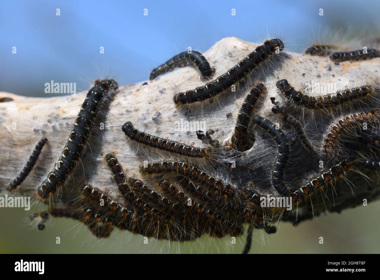 Group or Cluster of Pine Processionary Caterpillars of the Pine Processionary Moth, Thaumetopoea pityocampa, Emerging from Silken Nest Stock Photo